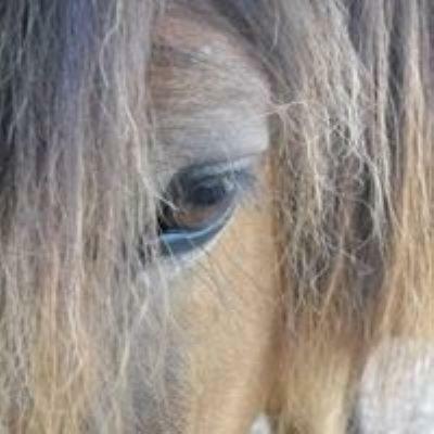 Отель Ferme Equestre Les Chevaliers Penol Экстерьер фото